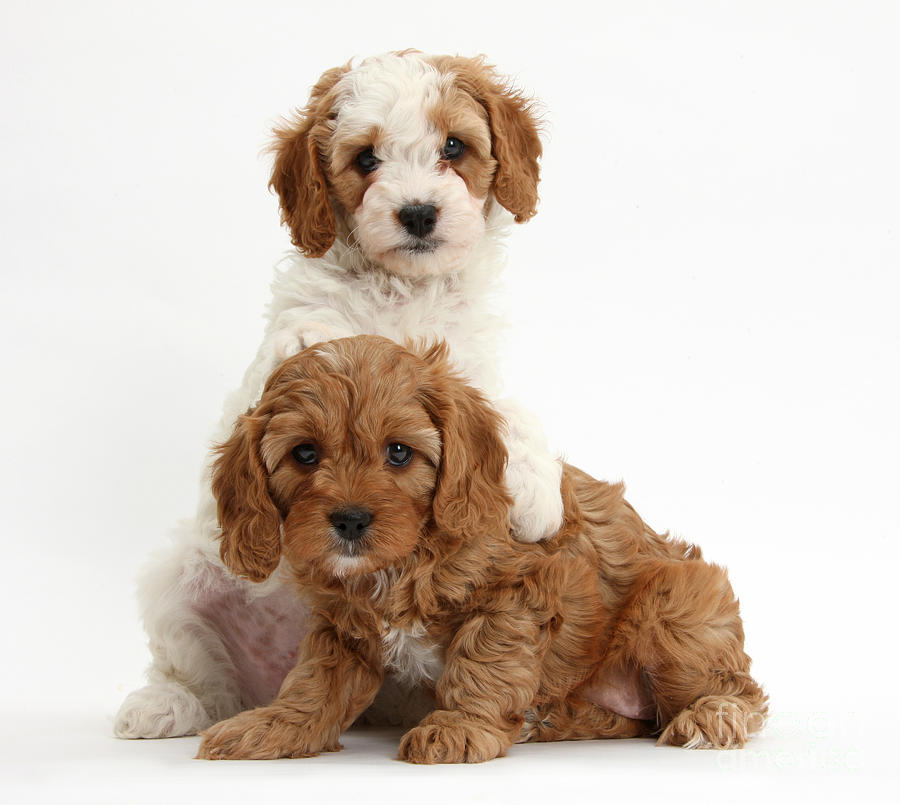 Cavapoo Puppies Photograph by Mark Taylor - Fine Art America