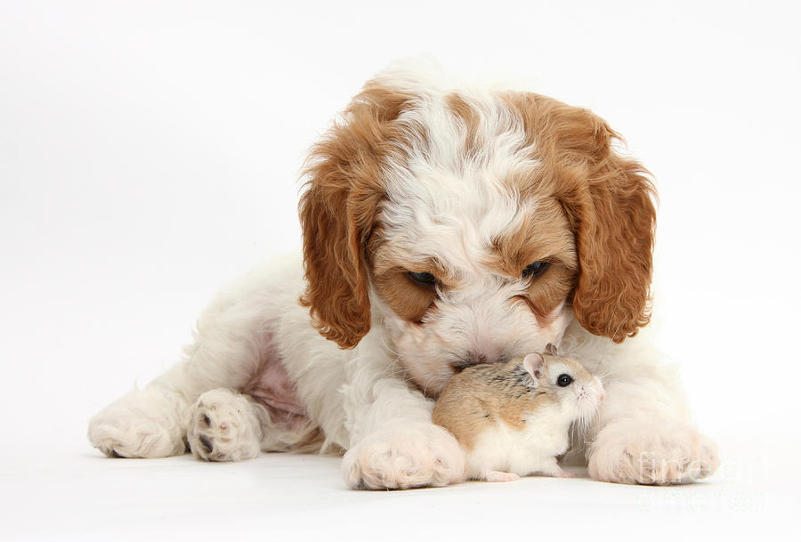 Cavapoo Puppy And Roborovski Hamster Photograph by Mark Taylor