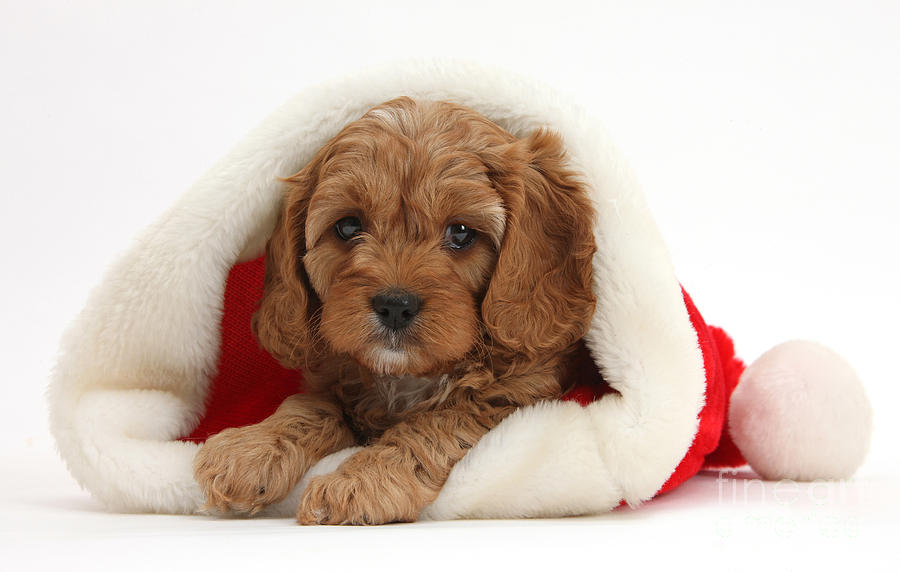 puppy with a christmas hat