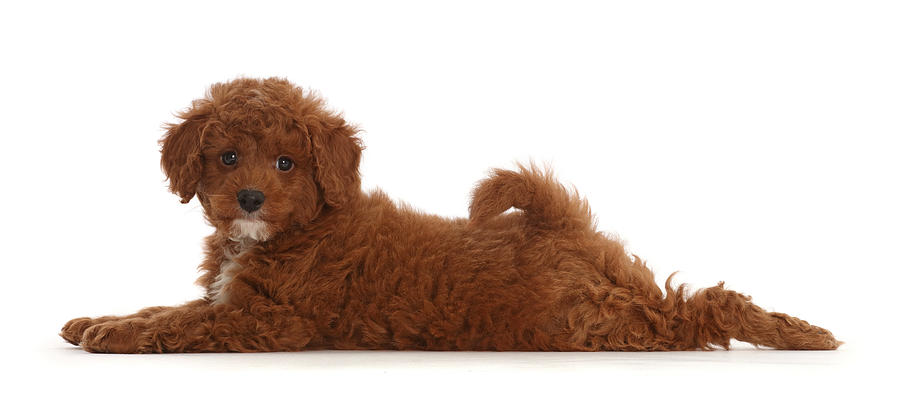 Cavapoo Puppy Lying Stretched Photograph by Mark Taylor