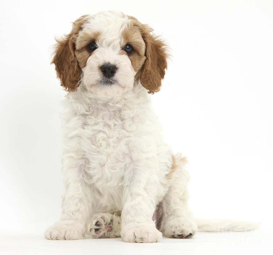 Cavapoo Puppy Photograph by Mark Taylor