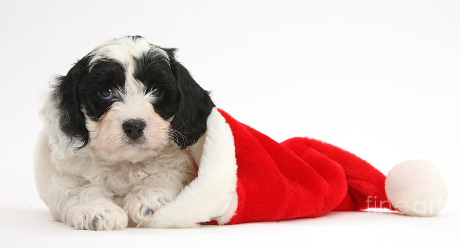 Cavapoo Puppy Wearing Christmas Hat Photograph by Mark Taylor