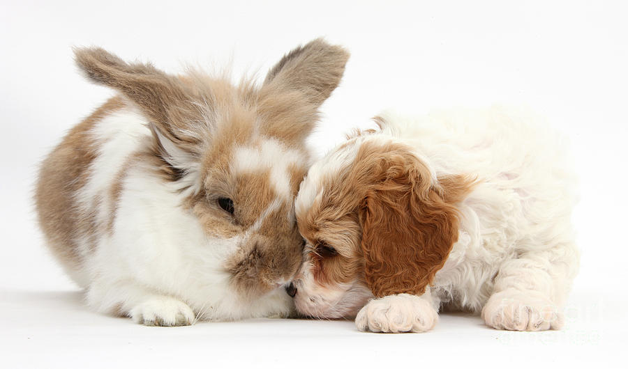 Nature Photograph - Cavapoo Puppy With Rabbit by Mark Taylor