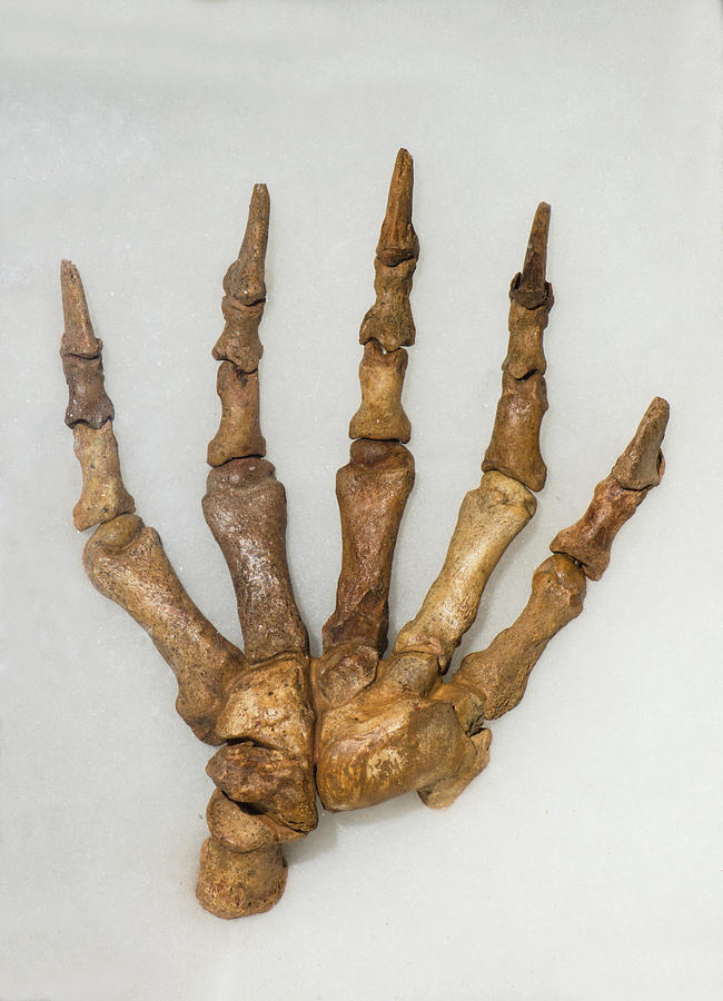 Cave Bear Front Foot Fossil Photograph by Millard H. Sharp