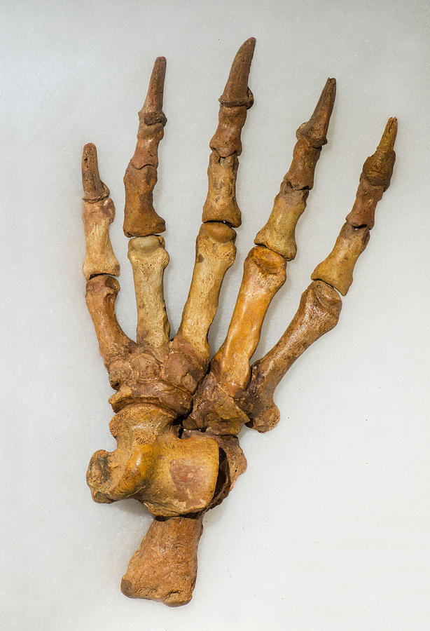 Cave Bear Hind Foot Fossil Photograph by Millard H. Sharp