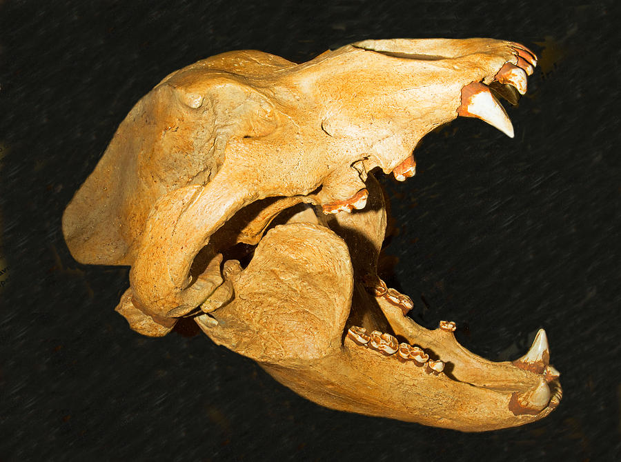 Cave Bear Skull Fossil Photograph by Millard H. Sharp