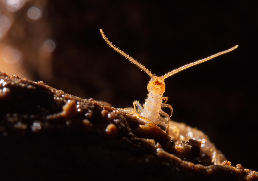 Cave Centipede Photograph by Francesco Tomasinelli