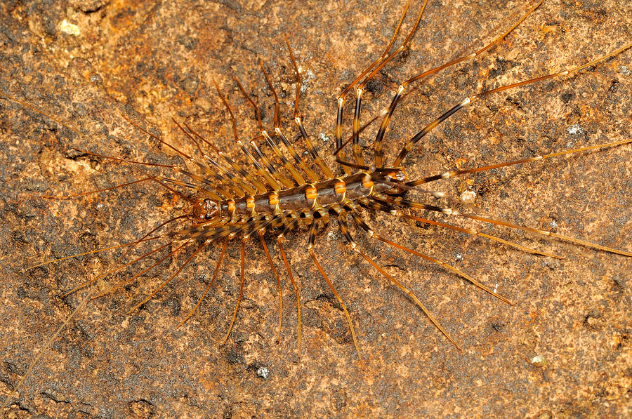 Cave Centipede, Malaysia Photograph by Fletcher & Baylis - Fine Art America