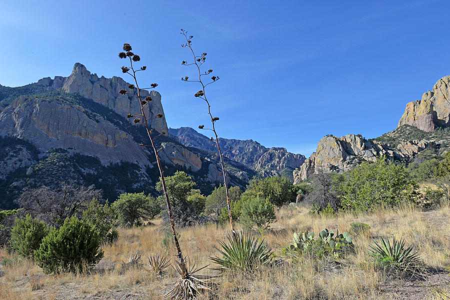 Cave Creek Canyon with Century Plants Photograph by Alan Lenk