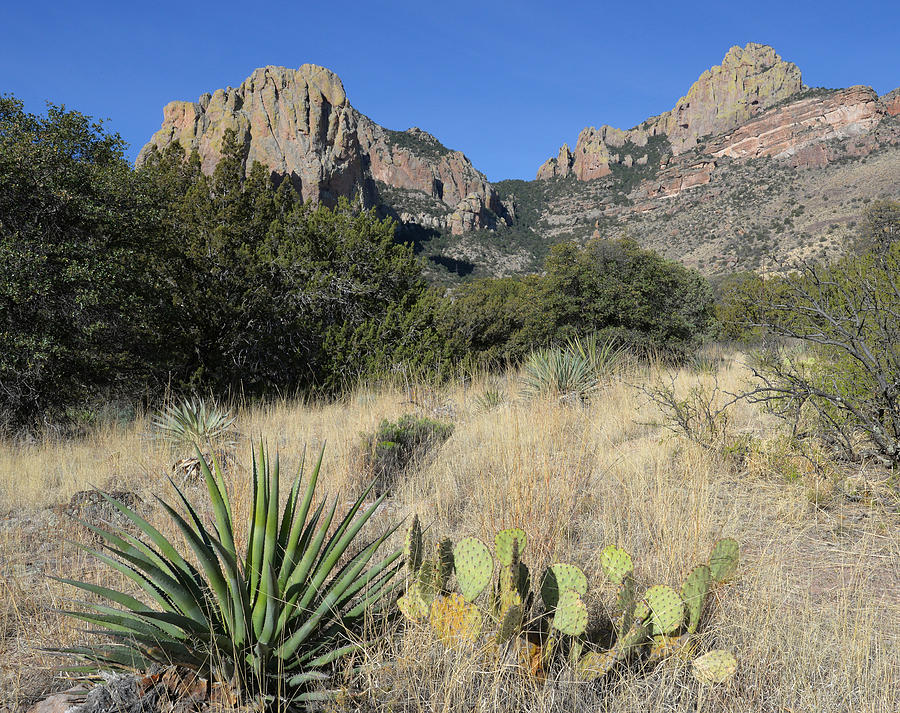 Cave Creek Canyon with Yucca Photograph by Alan Lenk