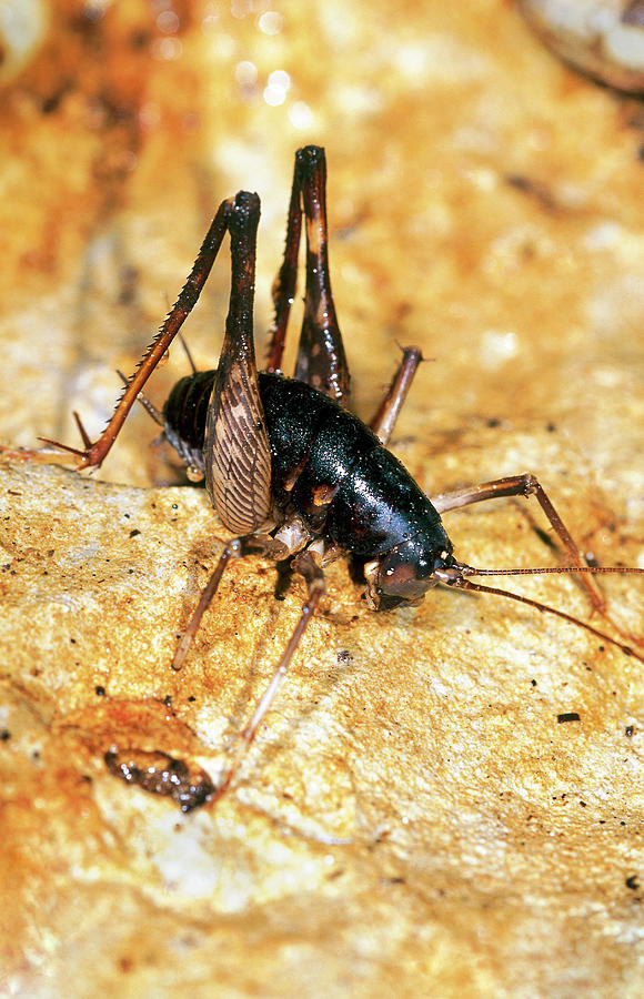 Cave Cricket Photograph by Louise Murray/science Photo Library