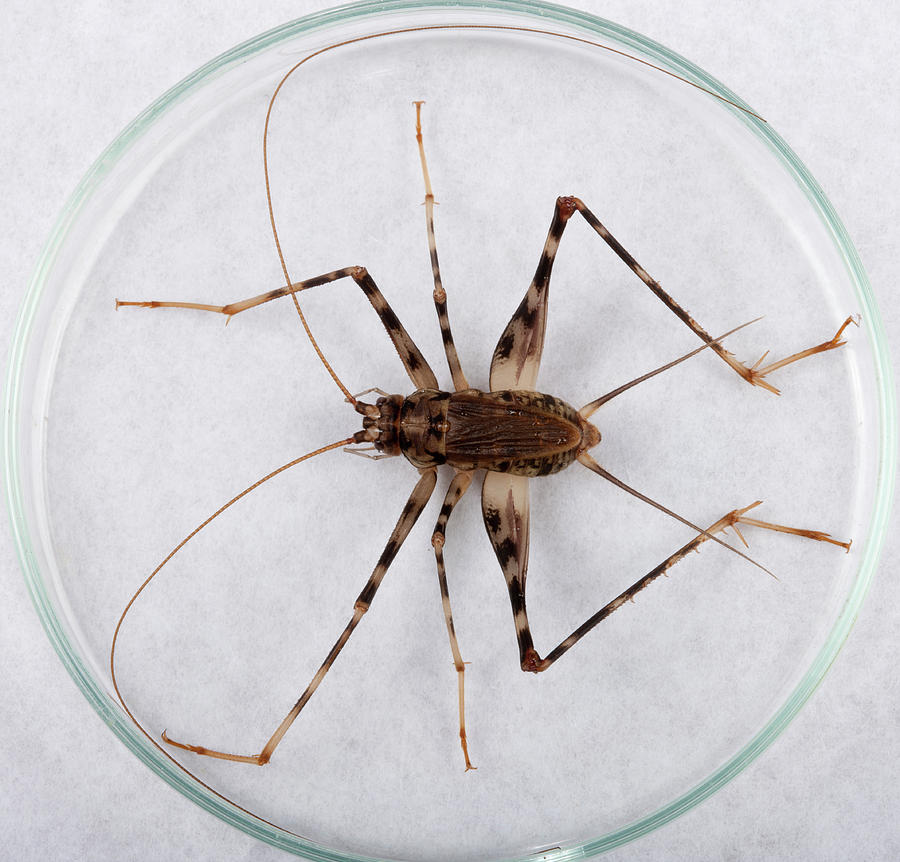 Cave Cricket by Pascal Goetgheluck/science Photo Library