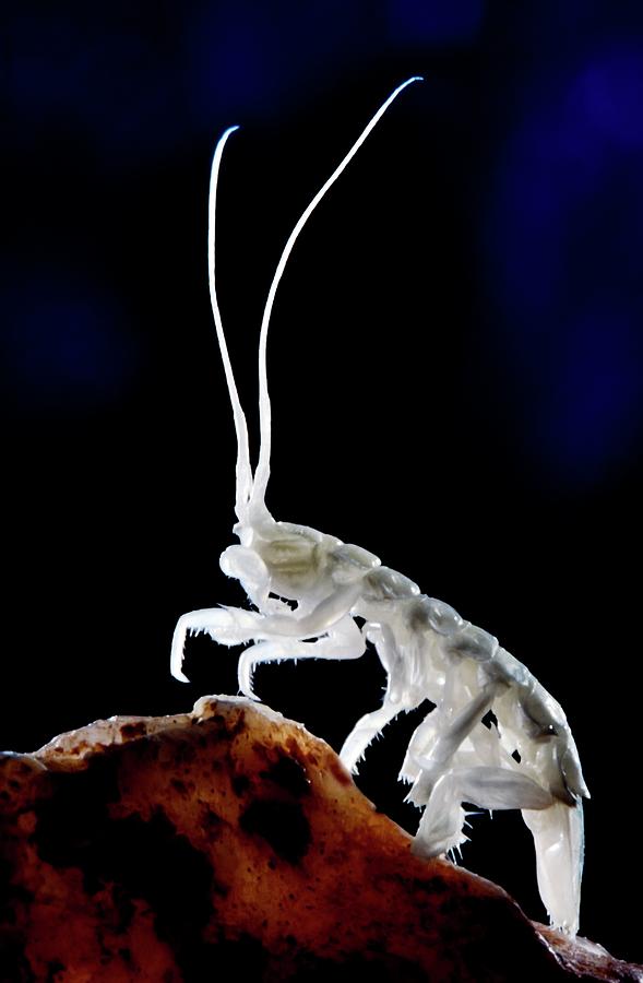 Cave Crustacean Photograph by Patrick Landmann/science Photo Library