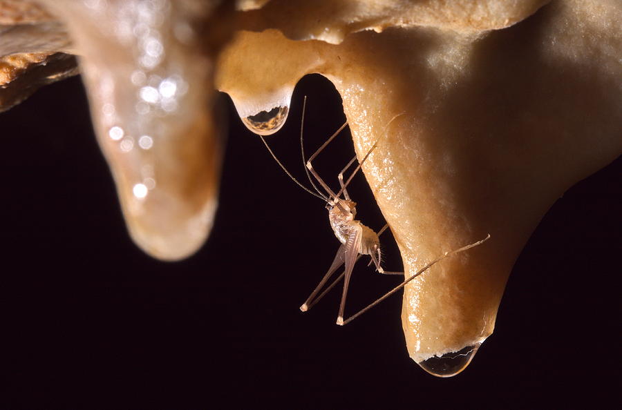 Cave Grasshopper Photograph by Francesco Tomasinelli