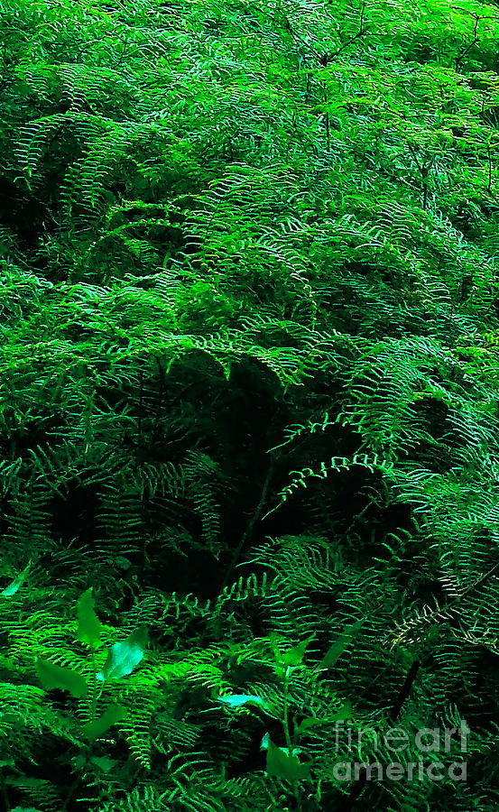 Cave of the Fern People 2 Digital Art by Tim Richards