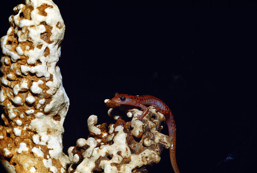 Cave Salamander Photograph by Charles E. Mohr