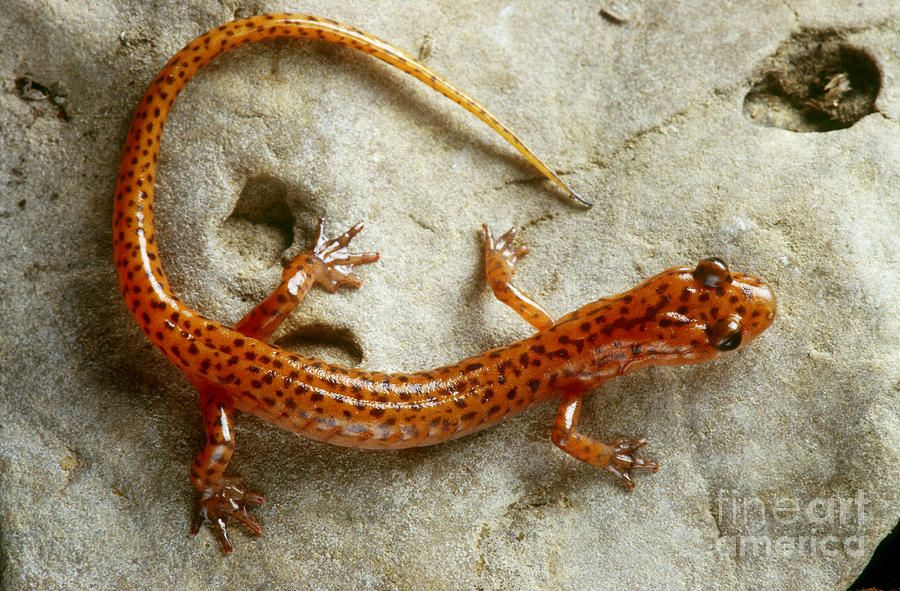 Cave Salamander Photograph by James L. Amos