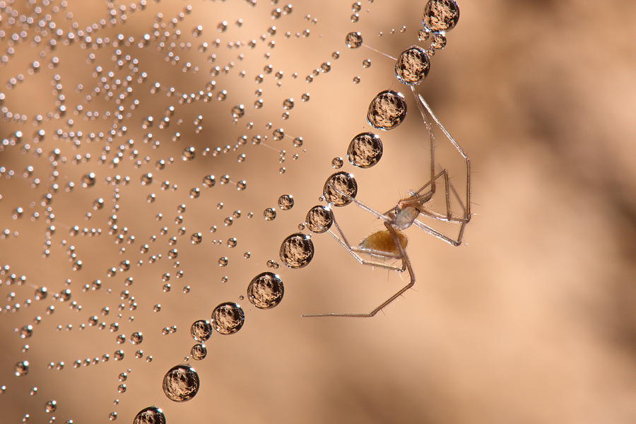 Cave Sheet-web Spider Photograph by Francesco Tomasinelli