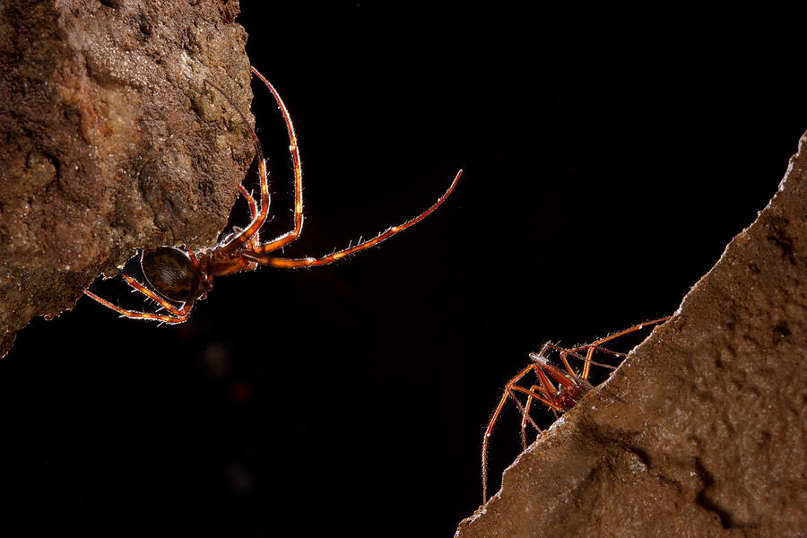 Cave Spiders Of Different Species Photograph by Francesco Tomasinelli