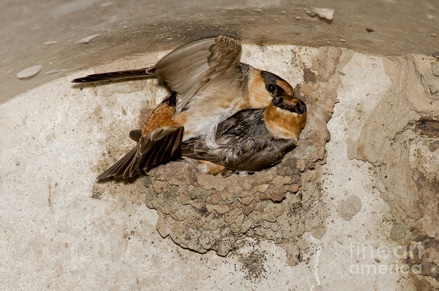 Cave Swallows Photograph by Anthony Mercieca