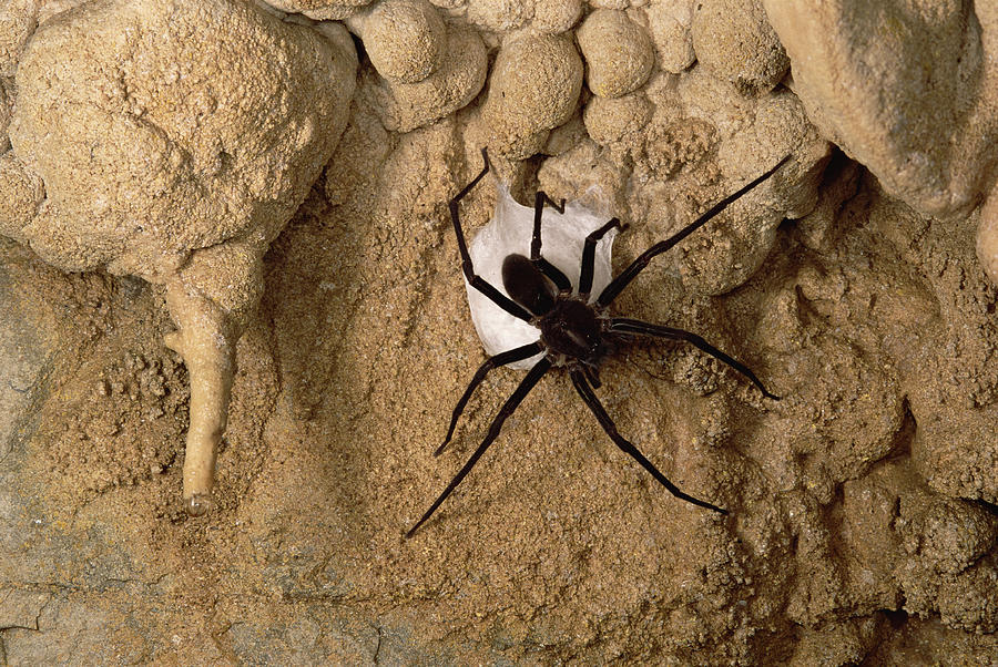 Cave Tarantula With Egg Sac Mexico Photograph by Mark Moffett