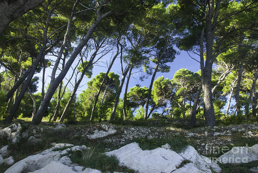 Cavtat Trees Photograph
