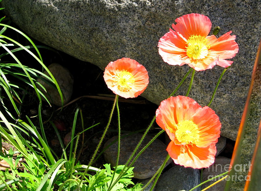 Cavy Poppies Photograph by Phyllis Kaltenbach
