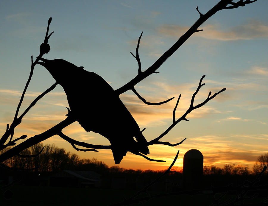 Crow Photograph - CawCaw Over Sunset Silhouette Art by Lesa Fine