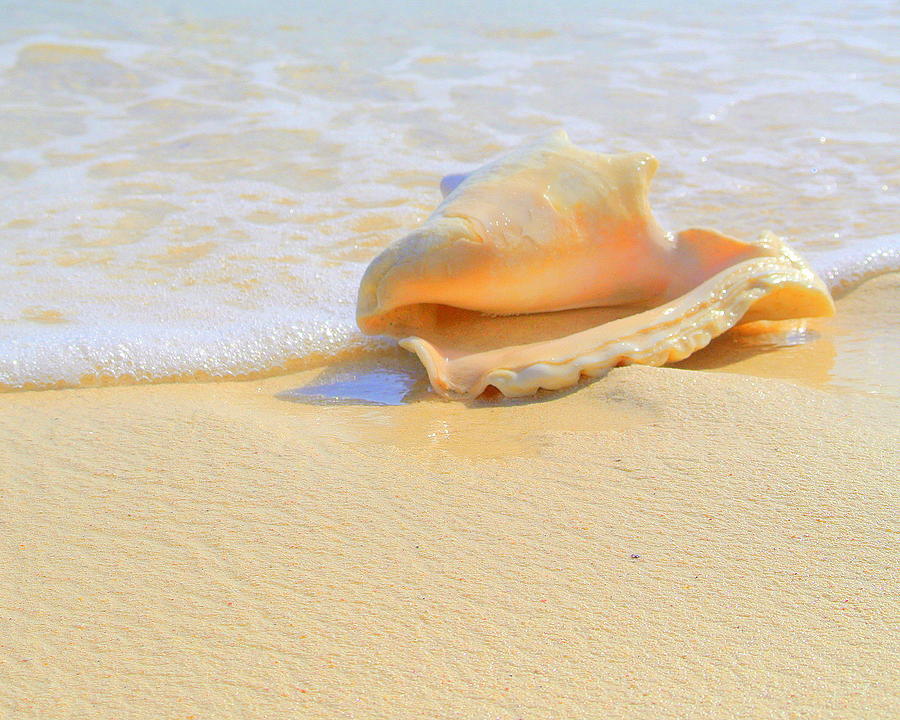 Cayman Conch #2 Photograph by Stephen Bartholomew