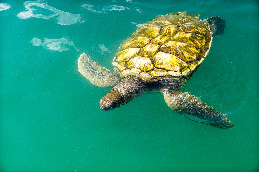 Cayman Island Sea Turtle Photograph by Lars Lentz
