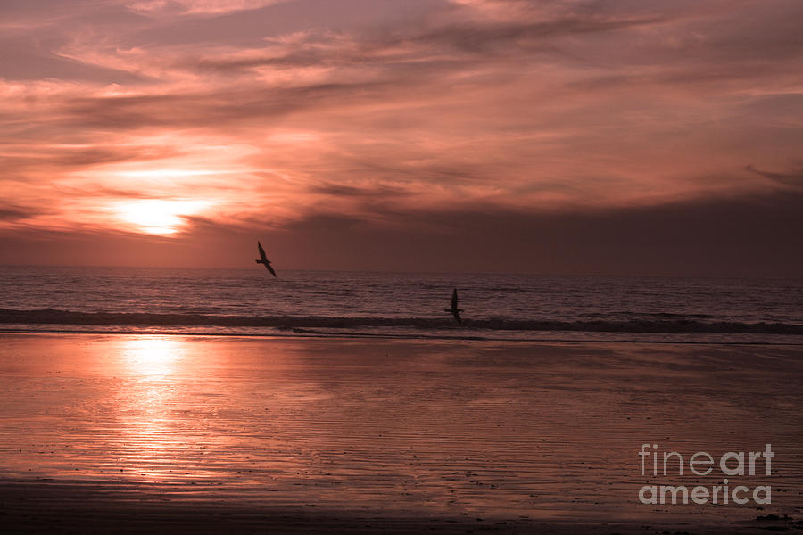 Cayucos Beach with Seagulls Photograph by Ian Donley