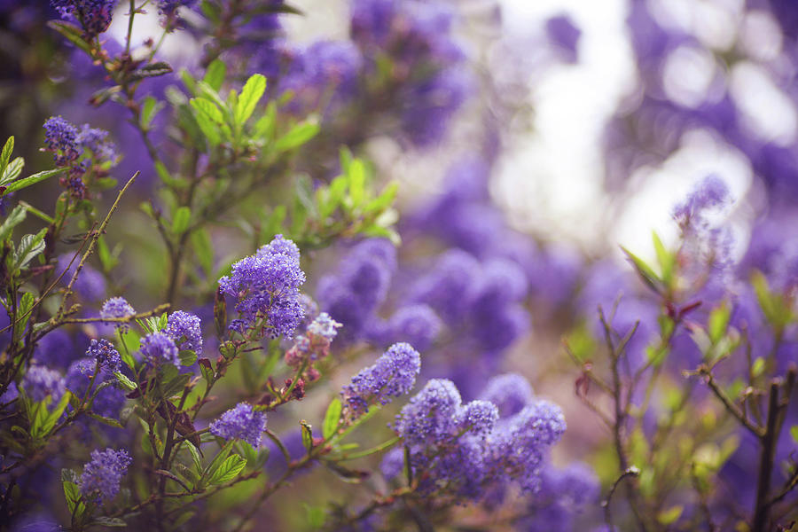 Ceanothus Photograph by Olivia Bell Photography