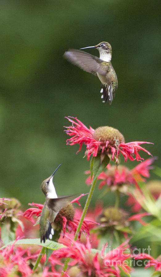 Cecilias Hummers. Photograph by Patricia A Griffin