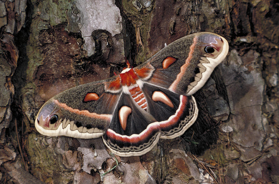 Nature Photograph - Cecropia Moth Adult by Millard H. Sharp