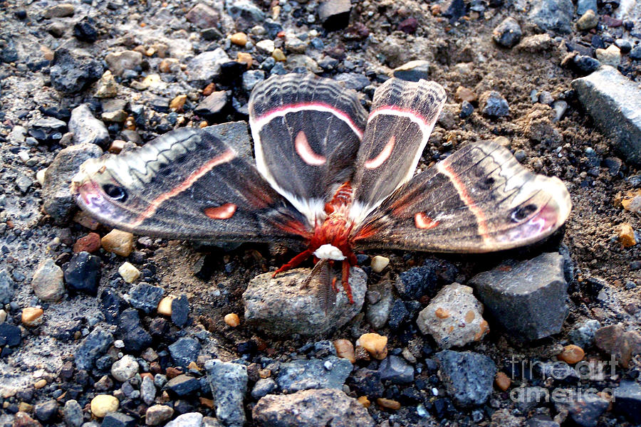 Cecropia Moth Blending In Photograph by Kathy  White
