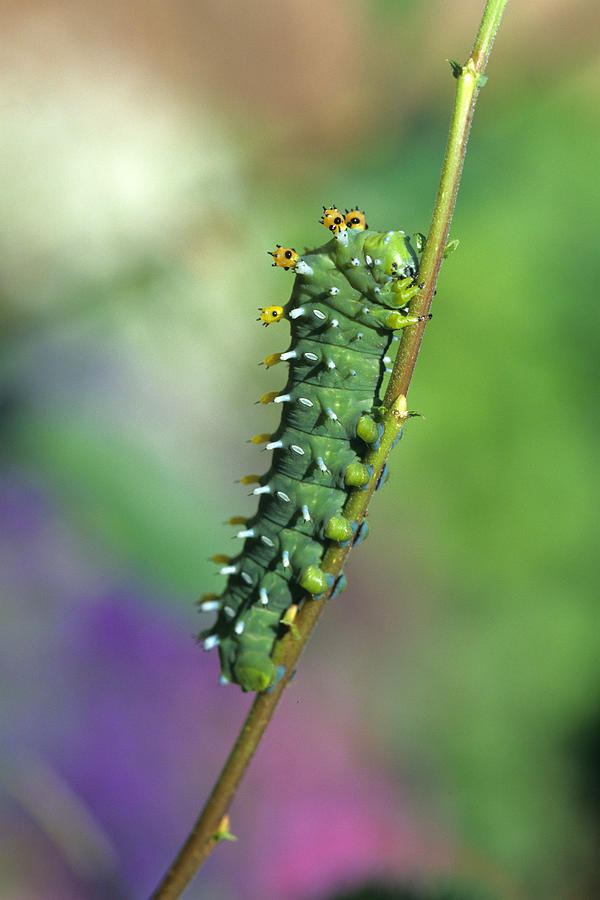 Animal Photograph - Cecropia Moth Caterpillar by Jeanne White