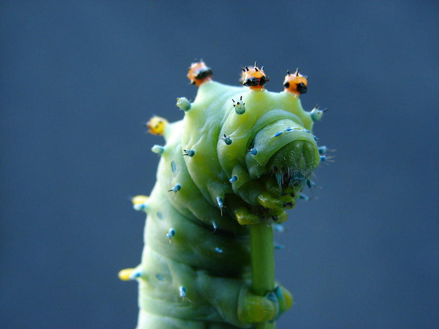 Cecropia Moth Caterpillar Profile Picture Photograph By Adam Kimpton 