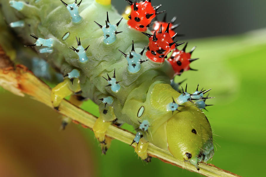 Nature Photograph - Cecropia Moth Caterpillar by Tomasz Litwin