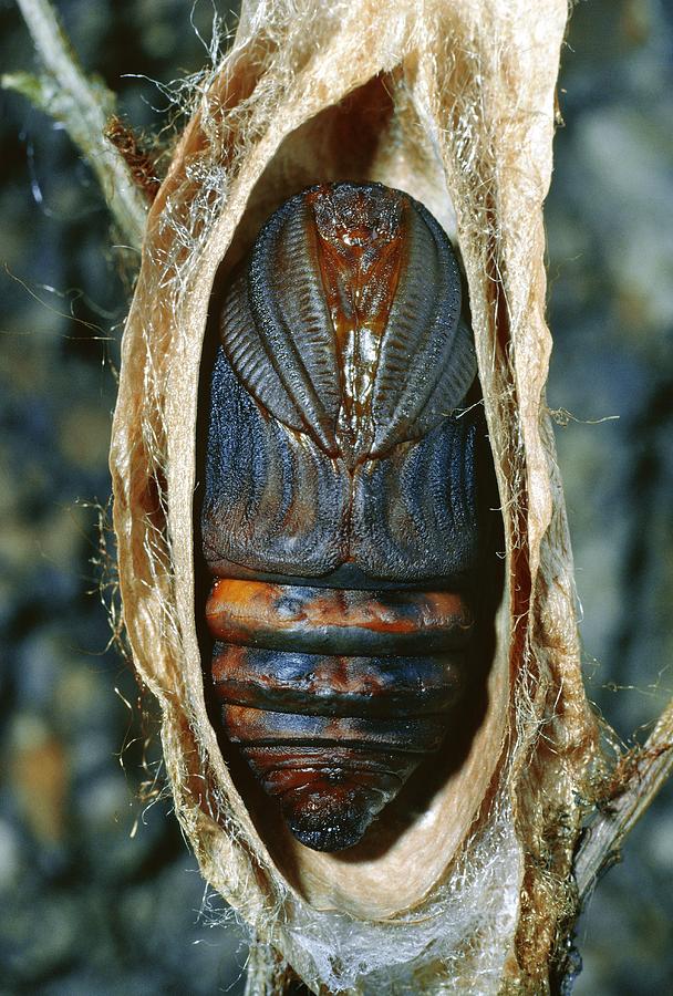 Cecropia Moth Chrysalis Photograph by Perennou Nuridsany