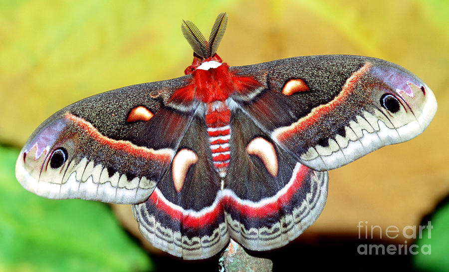 Insects Photograph - Cecropia Moth Hyalophora Cecropia by Millard H. Sharp