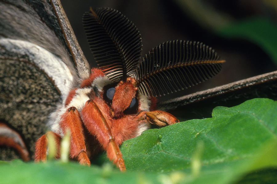 Animal Photograph - Cecropia Moth by John Mitchell