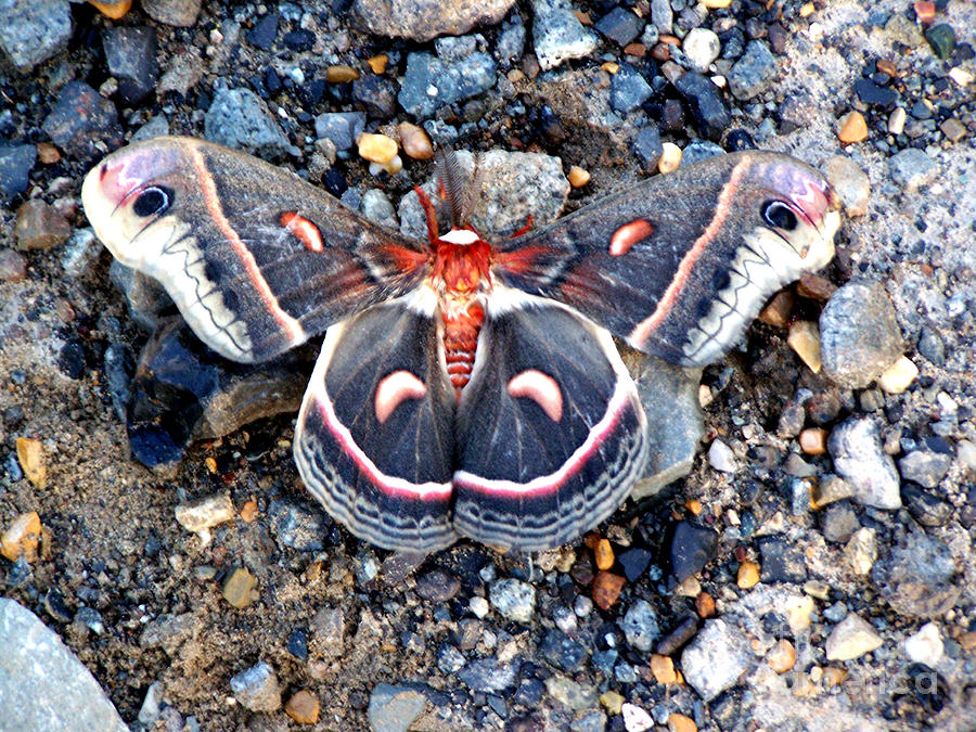 Cecropia Moth Photograph by Kathy  White