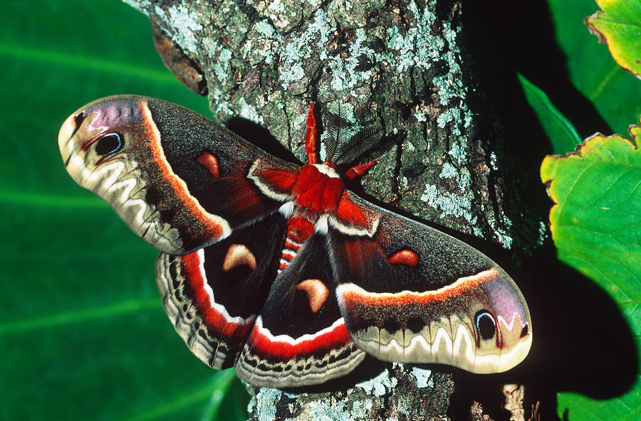 Wildlife Photograph - Cecropia Moth by Millard H. Sharp