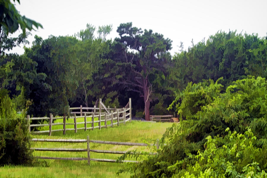 Cedar And Fence Photo Art  Photograph by Constantine Gregory