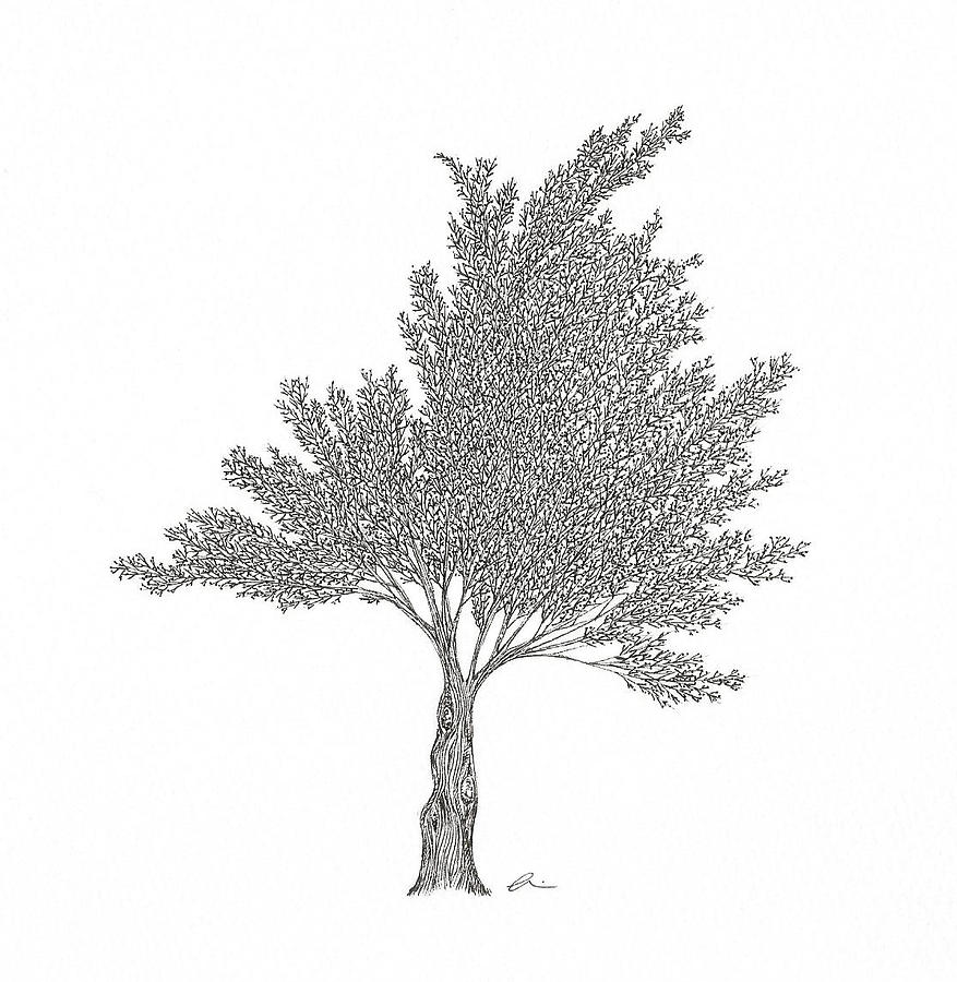 Cedar by Andrea Currie Cedar by Andrea Currie