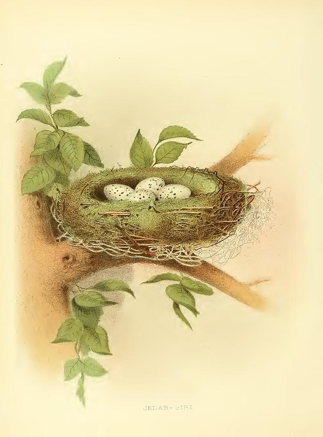 Egg Digital Art - Cedar Bird by MotionAge Designs