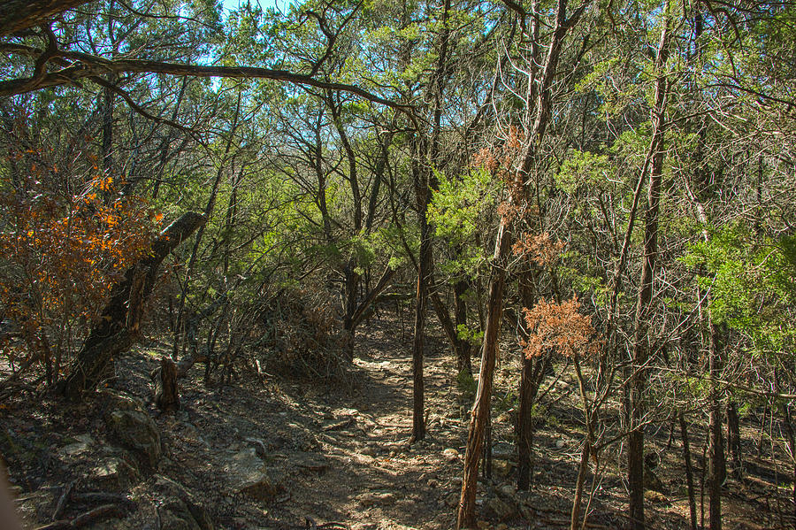 Cedar Breaks Park Texas Thick Of The Thicket Photograph By Jg Thompson 