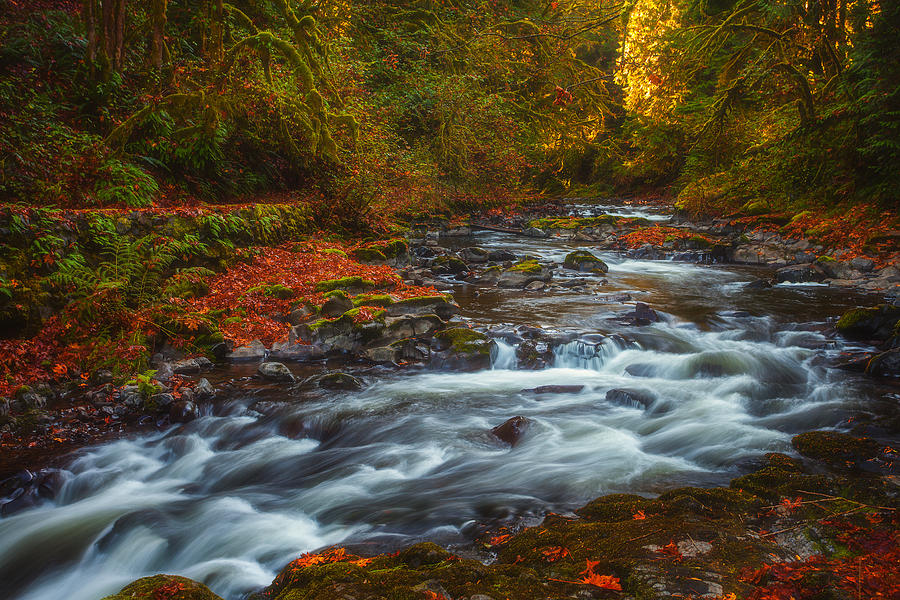 Landscape Photograph - Cedar Creek Morning by Darren White