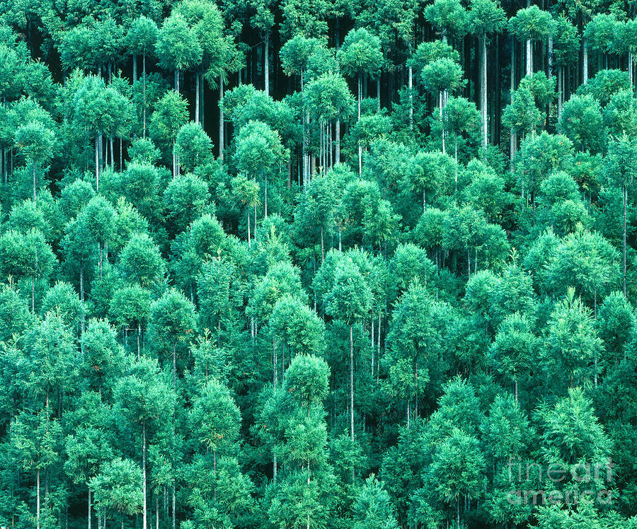 Cedar Forest, Japan Photograph by Tomomi Saito - Fine Art America