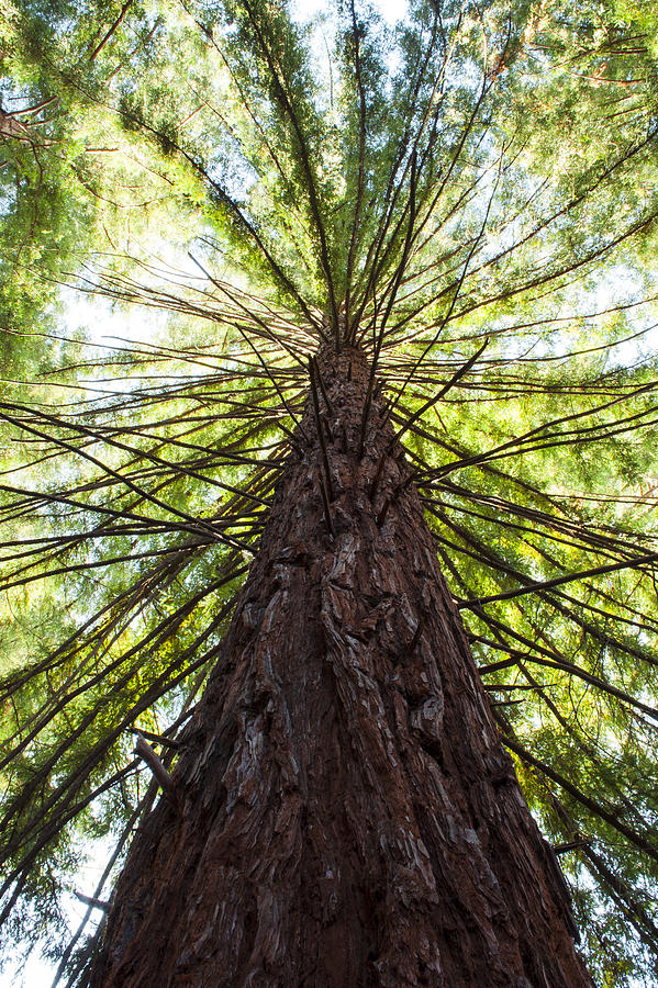 Cedar Grove Photograph by Darren Names - Fine Art America